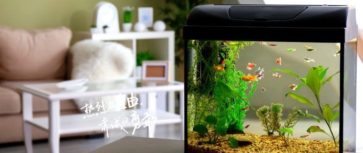 爬將軍魚缸怎么樣好用嗎：爬將軍魚缸價格對比其他品牌