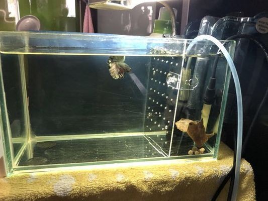 爬將軍魚缸怎么樣好用嗎：爬將軍魚缸價格對比其他品牌