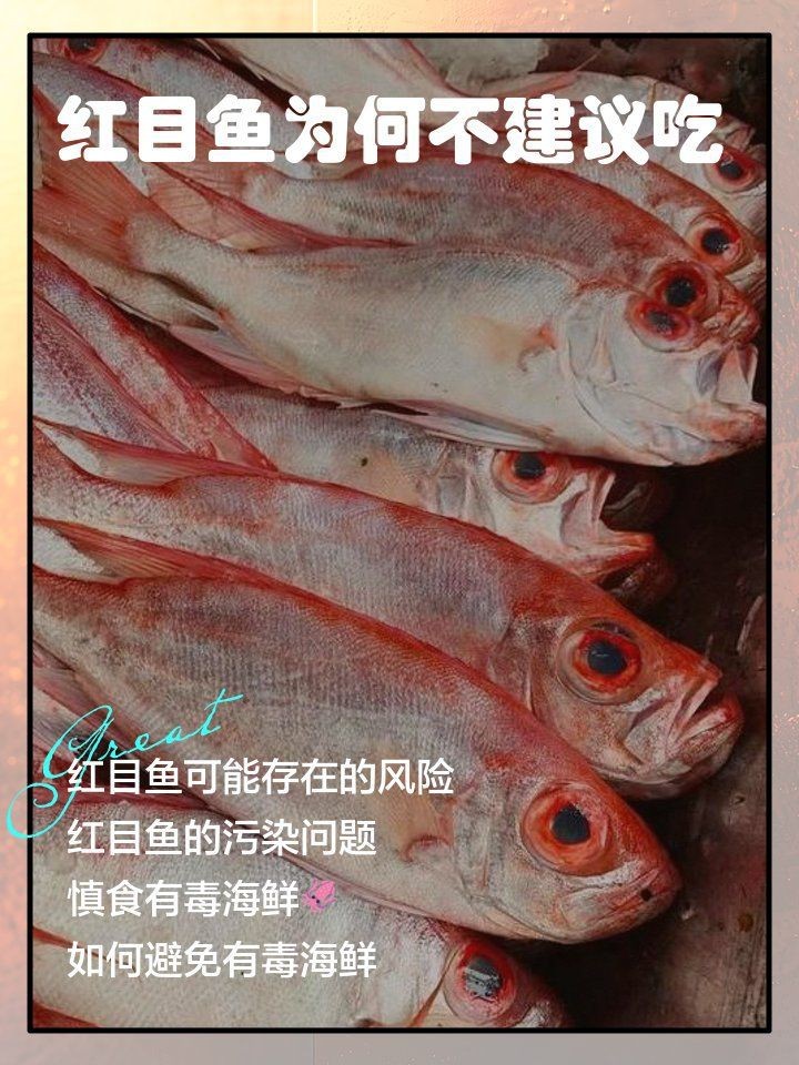 紅眼白子銀板魚能吃嗎