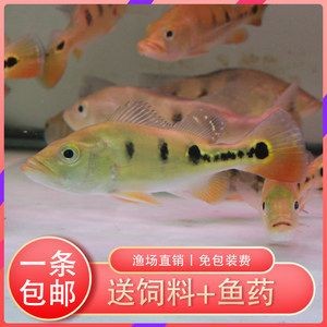 紅老虎魚混養龍魚怎么養：混養紅老虎魚和龍魚怎么養
