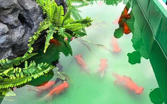 門券觀賞魚展