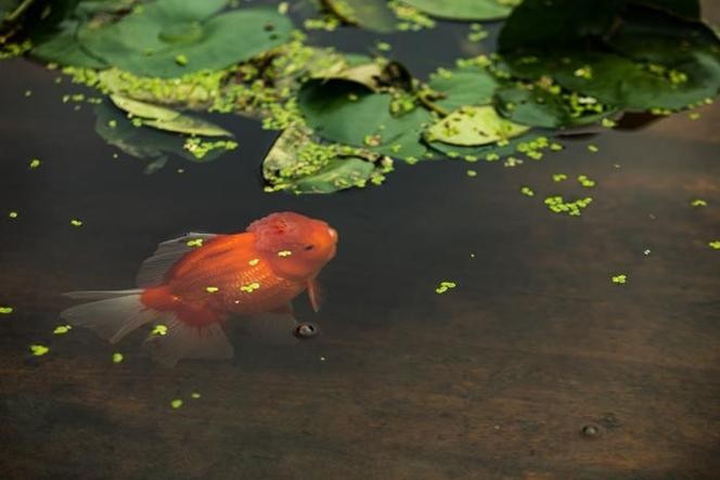 門券觀賞魚展
