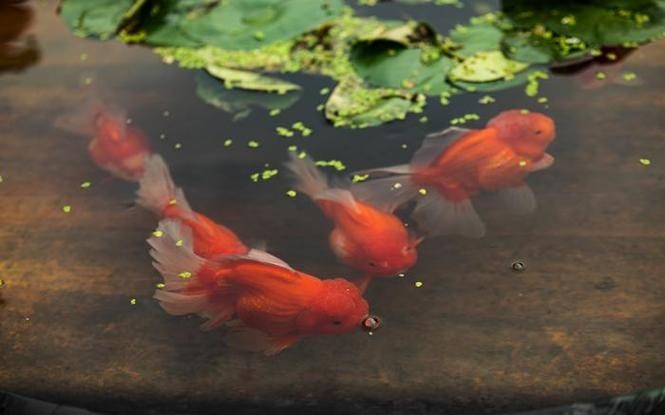 三角恐龍魚需要多大的魚缸？，三角恐龍魚的飼養