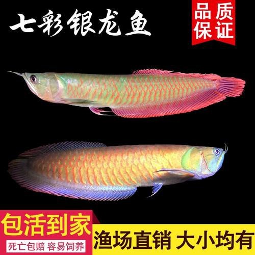 有哪些金龍魚魚苗品種？