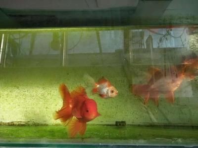 魚缸濾材品牌推薦一下：優質魚缸濾材品牌推薦