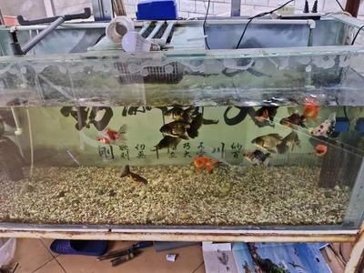 魚缸濾材品牌推薦一下：優質魚缸濾材品牌推薦