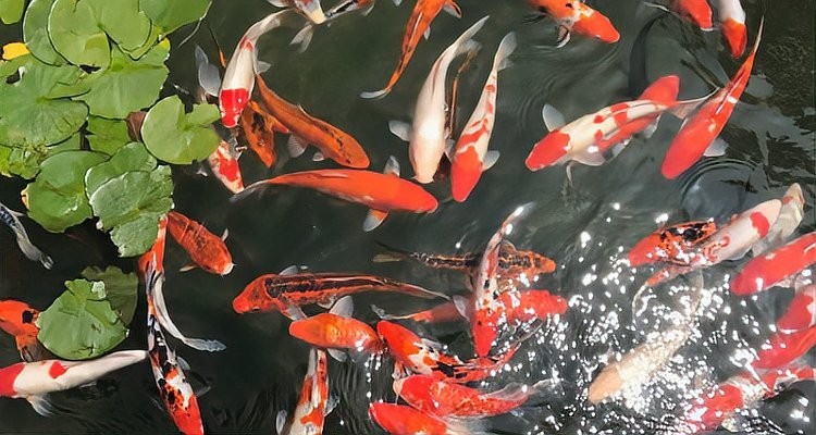 如何區分錦鯉和鯉魚？
