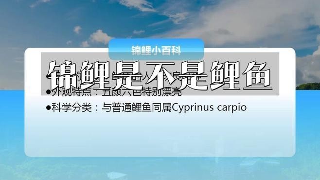 如何區分錦鯉和鯉魚？