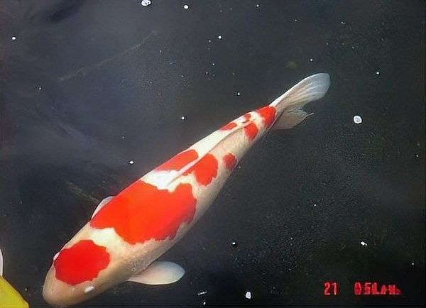 如何區(qū)分錦鯉和鯉魚？
