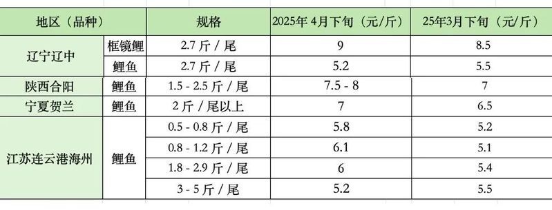 如何區(qū)分錦鯉和鯉魚？