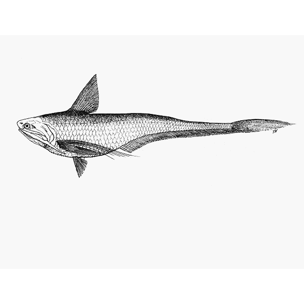 成吉思汗鯊魚和金龍魚的區別，成吉思汗魚和金龍魚混養方法