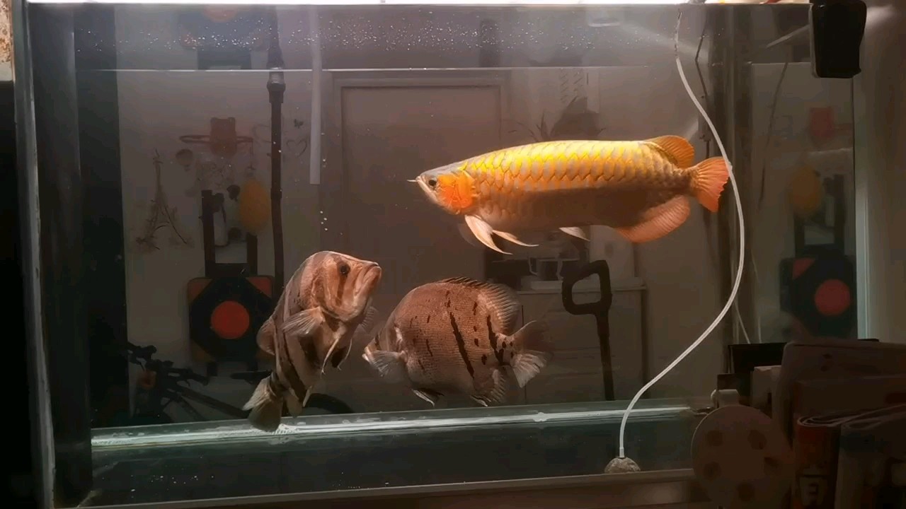 刀魚又叫帶魚嗎