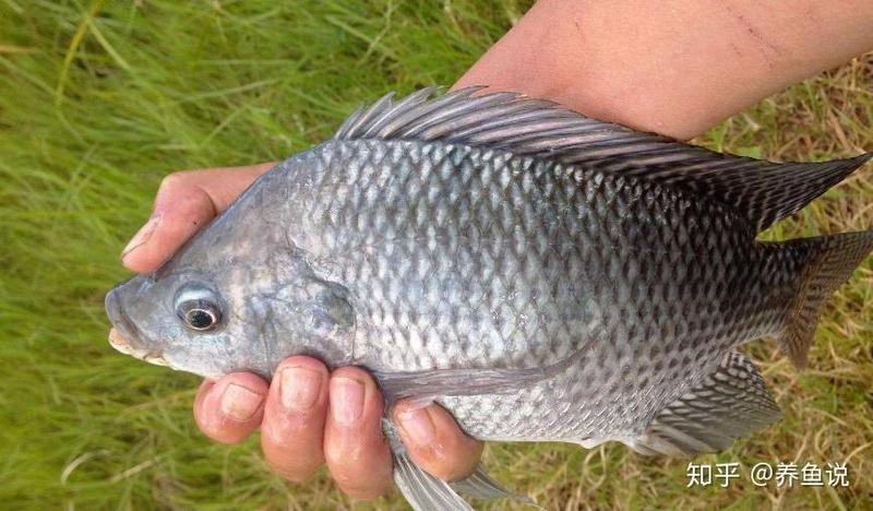 福壽魚觀賞魚