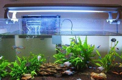 觀賞魚缸換水后是否放入藥物及放入藥物需要根據具體情況來決定：觀賞魚缸換了解觀賞魚應激反應的預防措施對于養魚愛好者來說