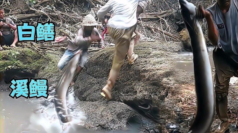電鰻一般在什么價格