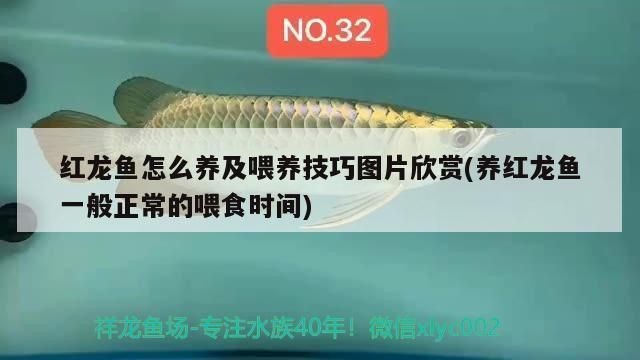 森僑魚缸廠在哪里：森僑魚缸廠怎么樣