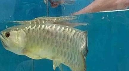 森僑魚缸廠在哪里：森僑魚缸廠怎么樣