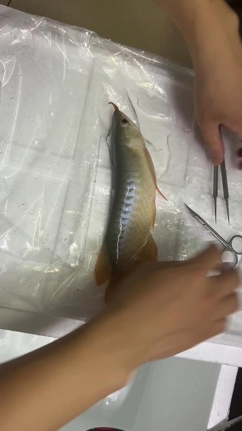 還有沒有其他賽級紅龍的培養(yǎng)步驟？