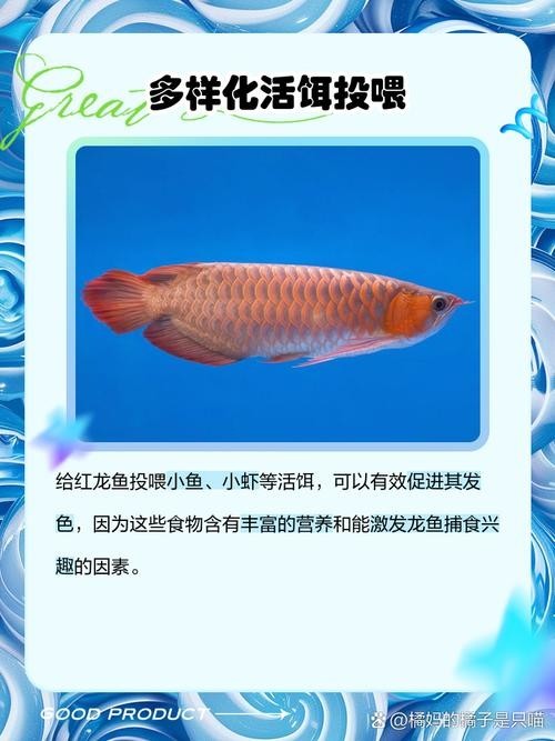 還有沒有其他賽級紅龍的培養(yǎng)步驟？