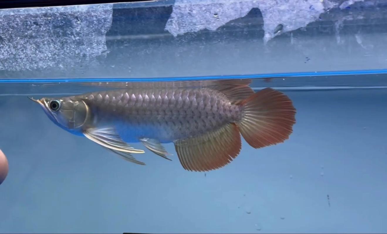 還有沒有其他賽級紅龍的培養(yǎng)步驟？