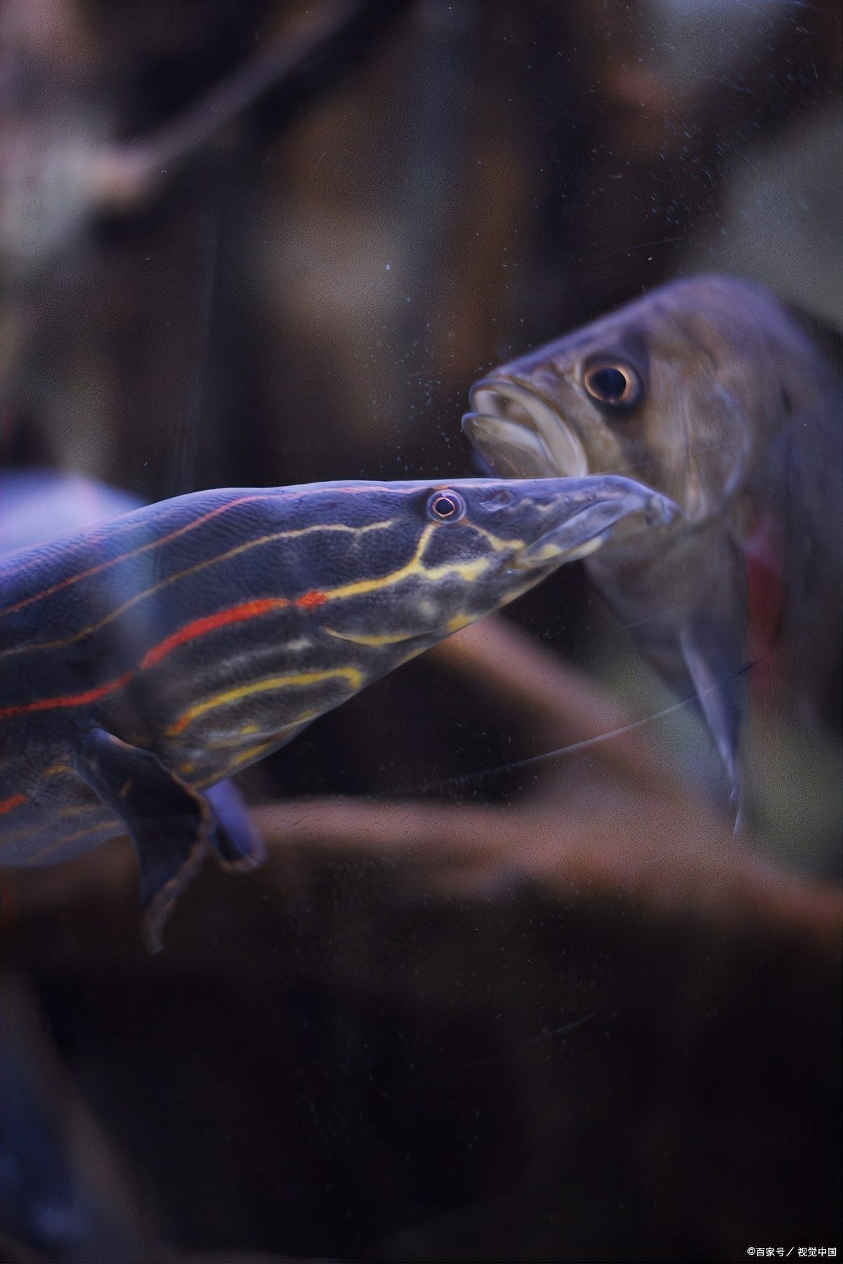 如何準備龍魚參加比賽？