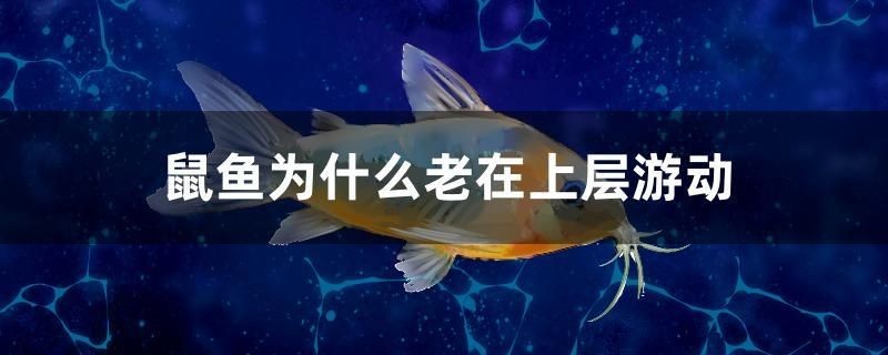 鼠魚為什么老在上層游動