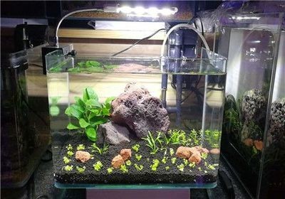 品牌魚缸find祥龍魚場：祥龍魚場是一家在熱帶觀賞魚養殖領域豐富經驗和廣泛影響力的企業