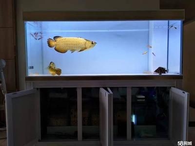 【58同城】魚缸維修（58同城】魚缸維修服務(wù)詳解） 【58同城】魚缸維修（58同城】魚缸維修服務(wù)詳解） 魚缸百科 第4張