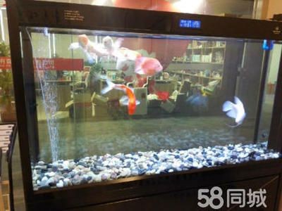 【58同城】魚缸維修（58同城】魚缸維修服務詳解）