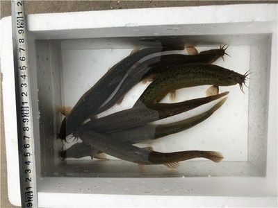 龍魚喂了活泥鰍后吃食就出問題了怎么辦：活泥鰍被龍魚吃下后可能不會死亡并在龍魚體內掙扎 龍魚喂了活泥鰍后吃食就出問題了怎么辦：活泥鰍被龍魚吃下后可能不會死亡并在龍魚體內掙扎 龍魚百科 第3張