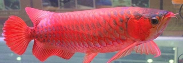 紅龍魚(yú)養(yǎng)40公分要多久才能長(zhǎng)大【紅龍魚(yú)生長(zhǎng)速度影響因素】