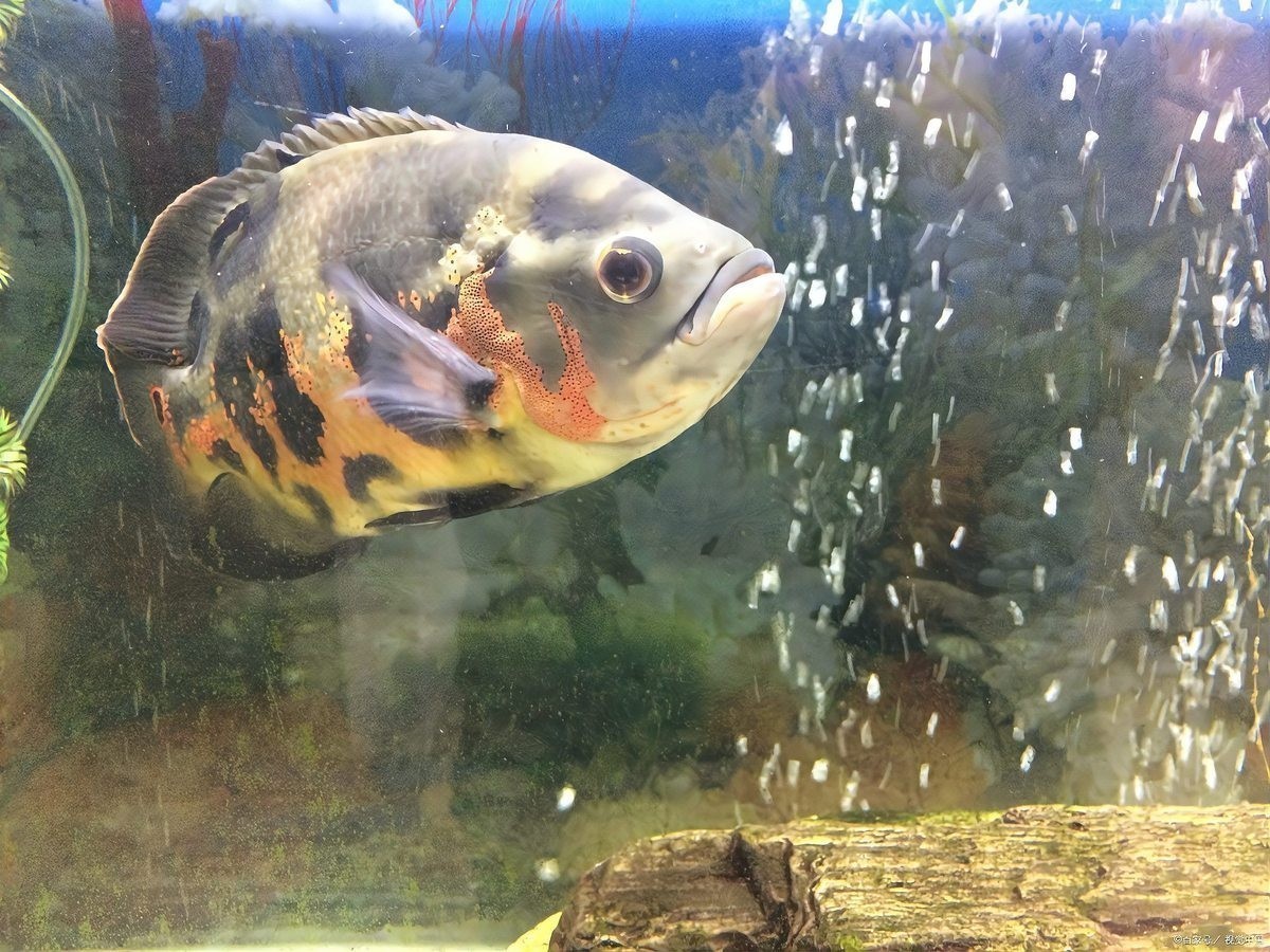 孔雀魚和斑馬魚哪個更好養？