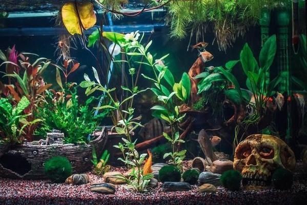 魚缸里絮狀的東西是什么：魚缸里出現的絮狀物是怎么回事