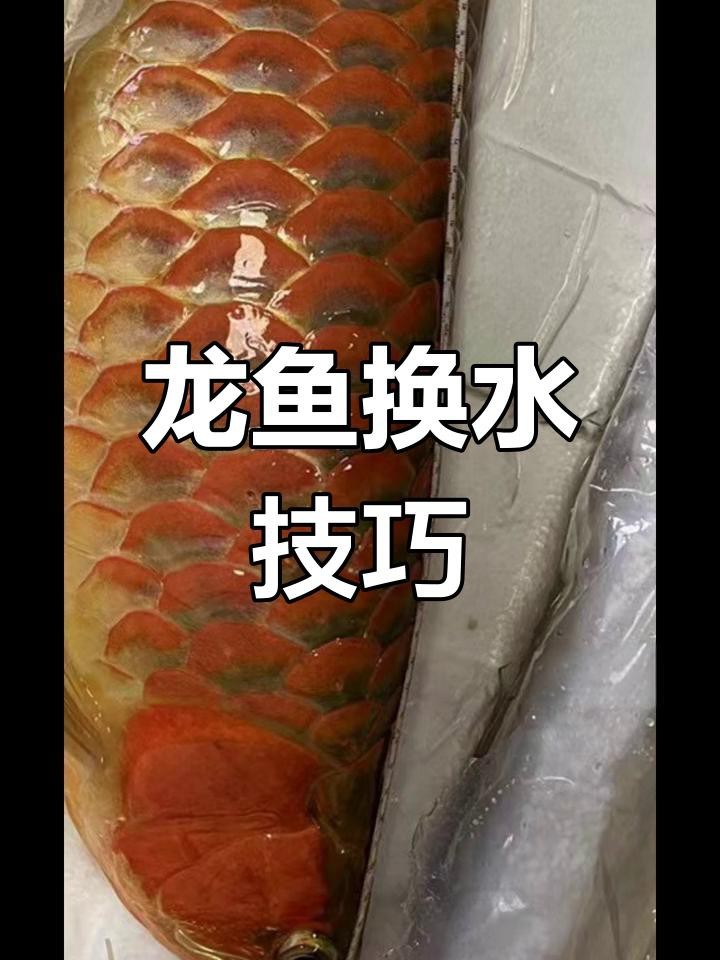 龍魚換水時需要加入什么嗎？