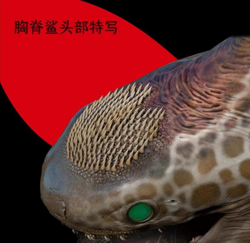 鯊魚的鰭在哪個部位