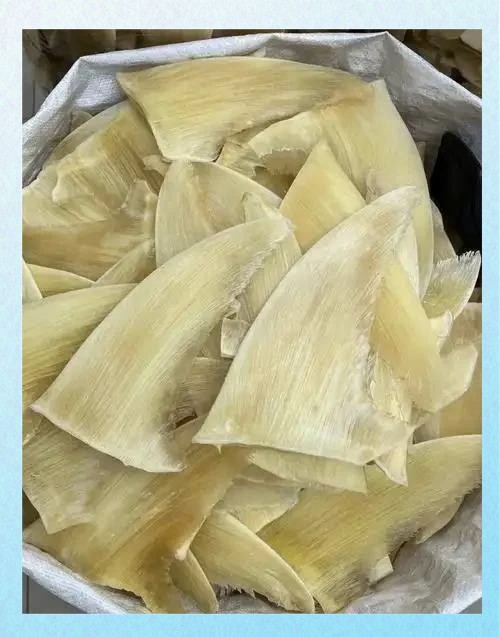 鯊魚的鰭在哪個部位