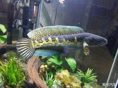 雷龍魚哪里有賣的（石家莊觀賞魚市場地址雷龍魚養殖基地聯系方式）