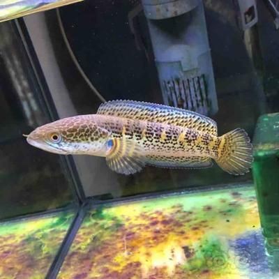 雷龍魚哪里有賣的（石家莊觀賞魚市場地址雷龍魚養(yǎng)殖基地聯(lián)系方式）