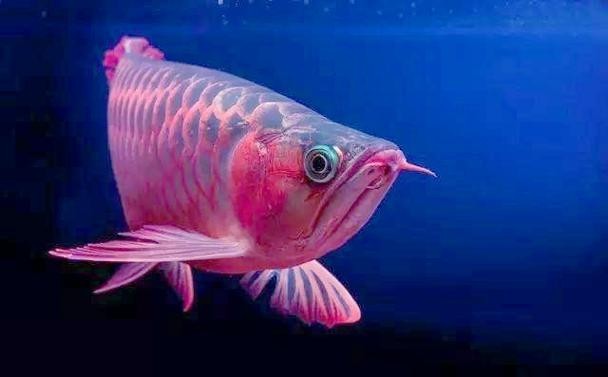 紅龍觀賞魚價格及圖片大全
