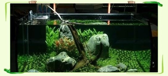 如何欣賞水草造景大賽作品？