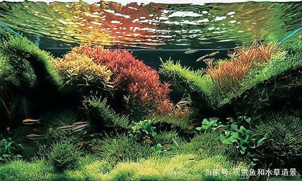 如何欣賞水草造景大賽作品？
