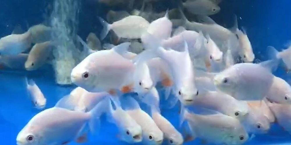 如何聯(lián)系廣州龍魚(yú)網(wǎng)？