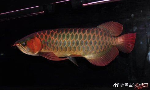 紅龍孟吉爾