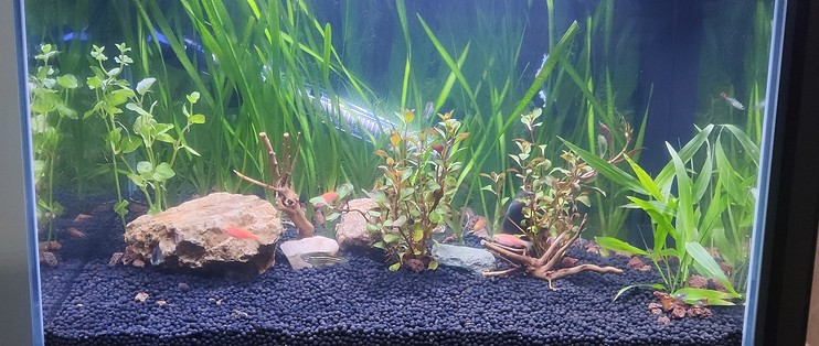 藁城區(qū)郭曉東花卉水族館（藁城區(qū)郭曉東花卉水族館地址）
