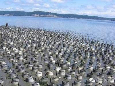 河蚌養(yǎng)在魚缸里是否會導致死亡取決于多種因素以下是根據(jù)搜索結(jié)果：河蚌養(yǎng)在魚缸里會導致死亡嗎？