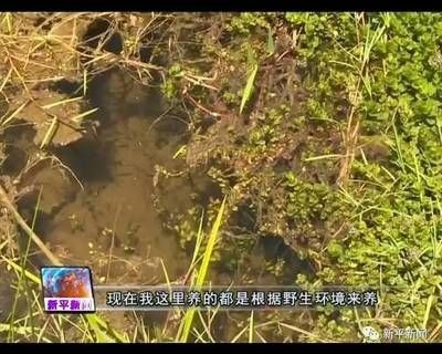 河蚌養(yǎng)在魚缸里是否會導致死亡取決于多種因素以下是根據(jù)搜索結(jié)果：河蚌養(yǎng)在魚缸里會導致死亡嗎？