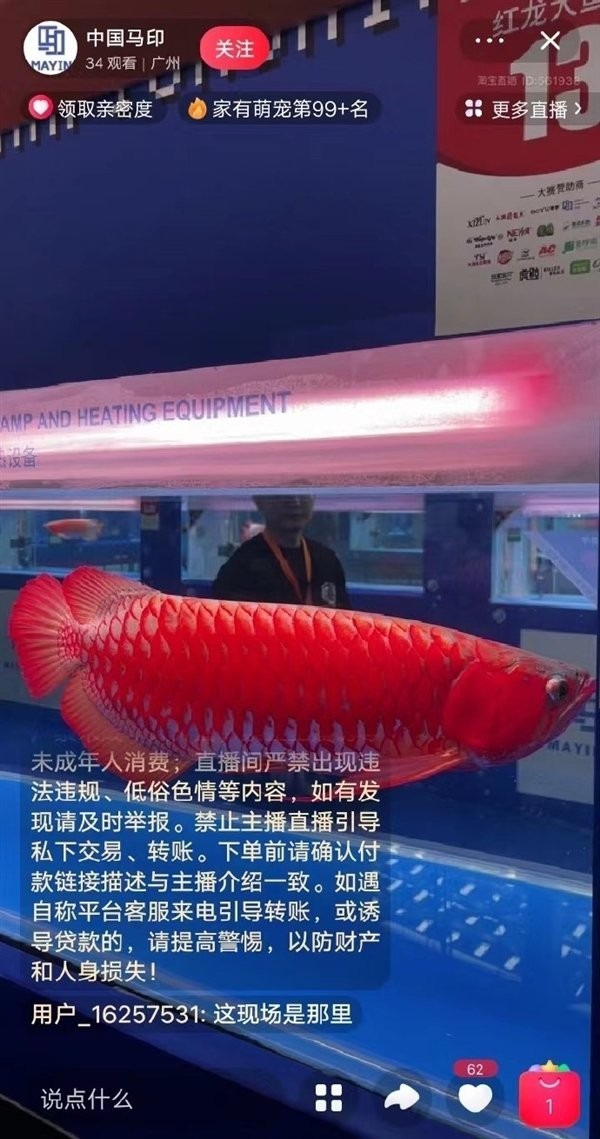 龍魚錦標賽的歷史和發展