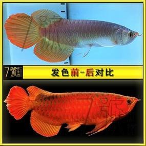 血紅龍的市場價格是多少