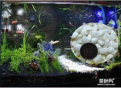 黑底魚缸選擇背景顏色的技巧：色彩心理學(xué)在養(yǎng)魚中的應(yīng)用