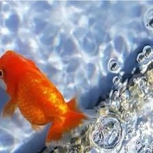 幻彩水族魚缸的養(yǎng)護(hù)方法和技巧和技巧的信息：幻彩水族魚缸養(yǎng)護(hù)方法